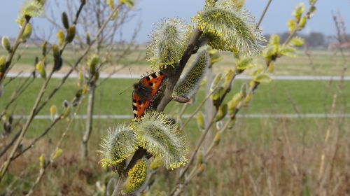 butterfly feather nature