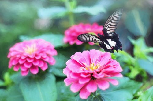 butterfly pink flowers garden