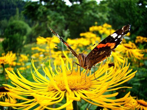 butterfly macro insect