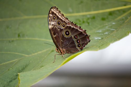 butterfly butterflies nature