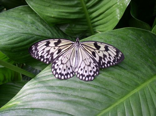 butterfly maximilian park hamm