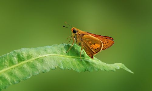 butterfly brown skipper skipper