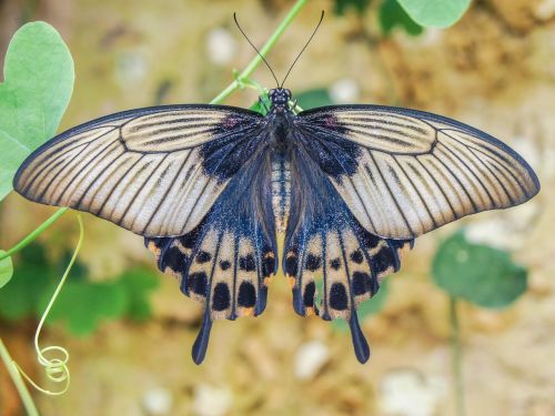 butterfly wings butterfly wings
