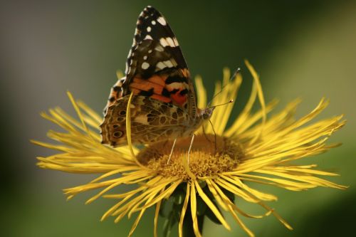 butterfly jo boonstra groningen