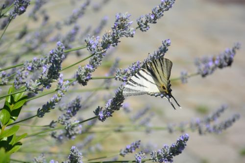 butterfly spring lavender