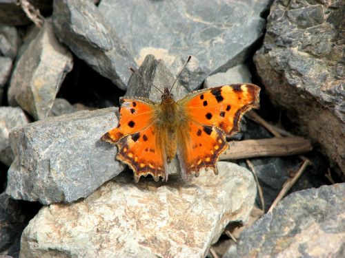 butterfly vanessa ceik