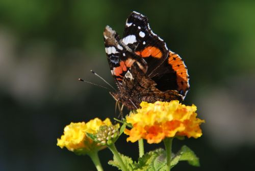 butterfly flower insect