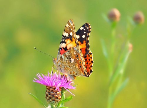 insect nature live