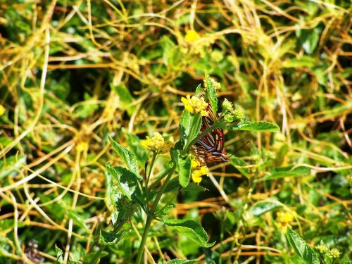 butterfly plants vines