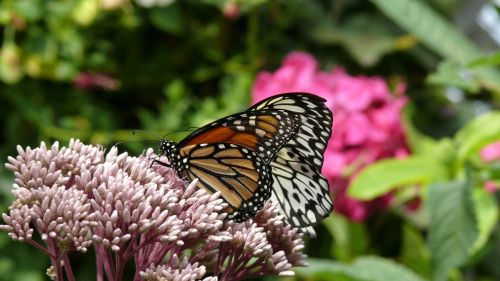 butterfly flower forage