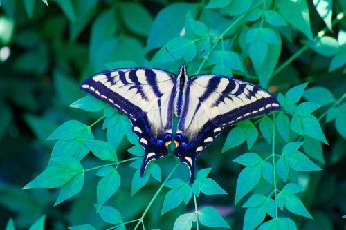 butterfly colorful insect