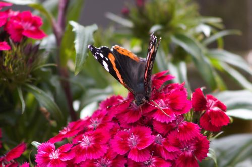 butterfly flower summer