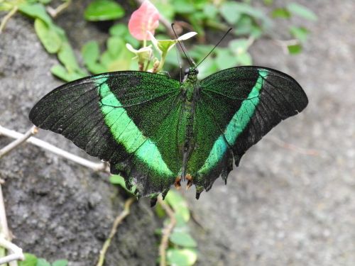 butterfly green exotic