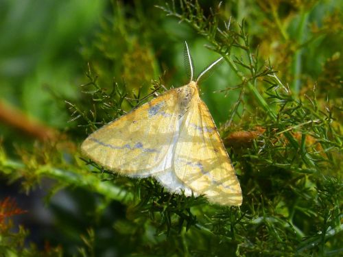 butterfly orange moth detail