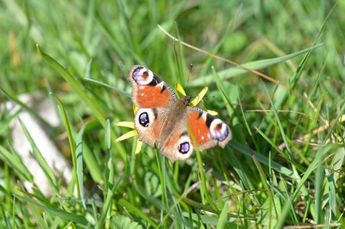 butterfly peacock butterfly meadow