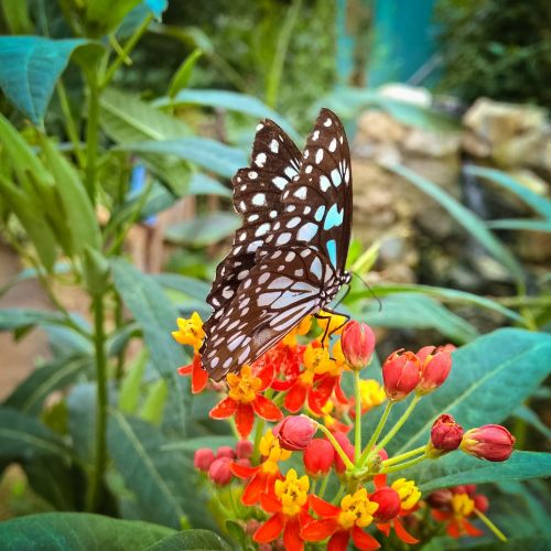 butterfly flowers insect