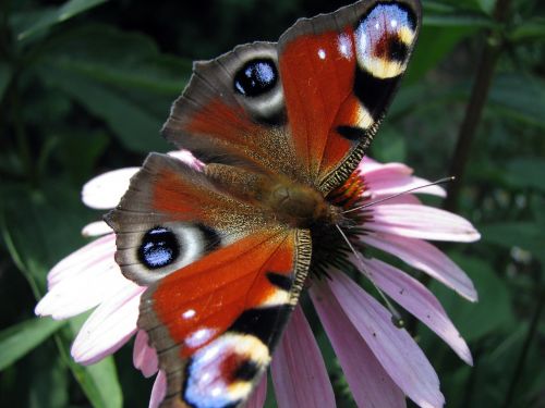 butterfly garden insect