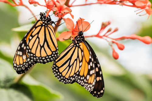 butterfly macro pose