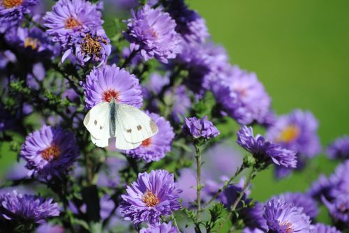 butterfly flowers nature