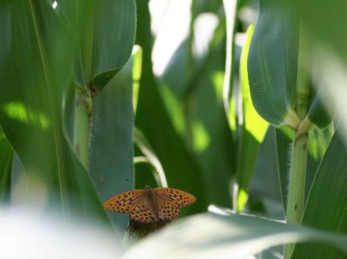 butterfly corn leaves