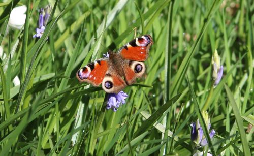 butterfly grass bluebells