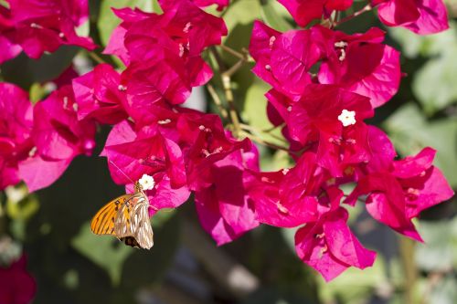 butterfly flowers bougainvillea