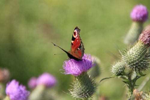 butterfly summer flower