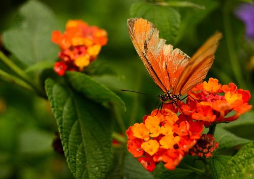 butterfly nature