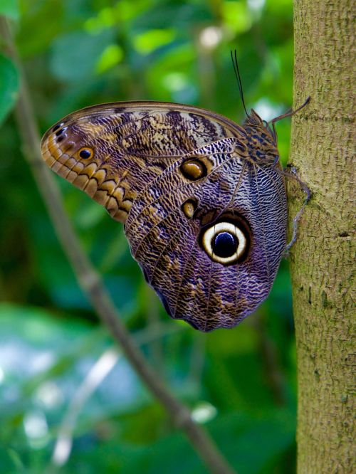 butterfly insect nature