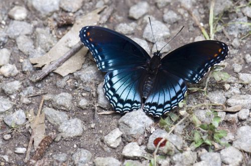 butterfly insects nature