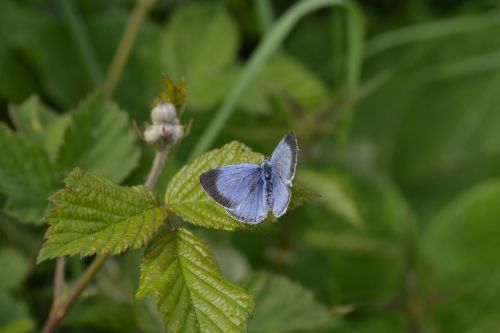 butterfly blue nature