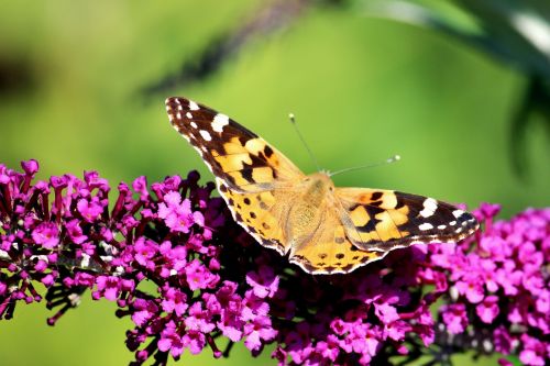 butterfly buddleja davidii nature