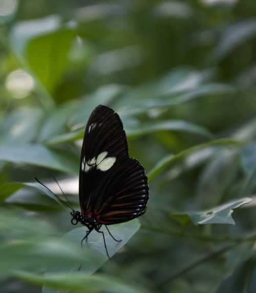 butterfly leaves insect