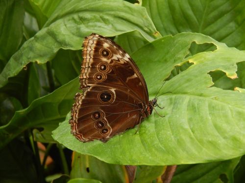 butterfly owl brown
