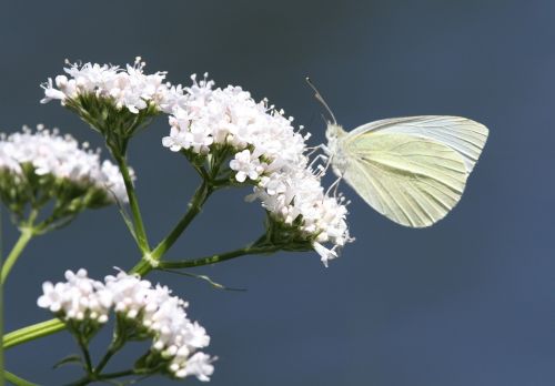 butterfly insect animal