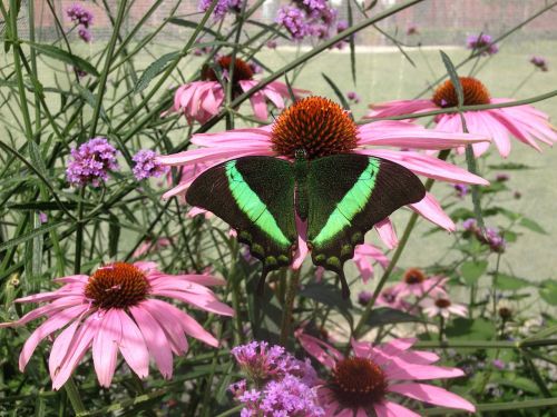 butterfly coneflowers pink