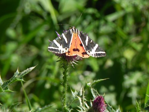 butterfly blossom bloom