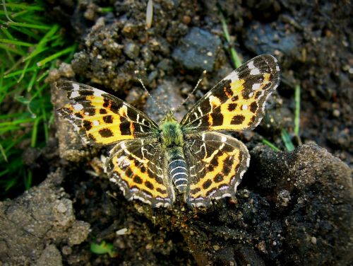 butterfly insect bug