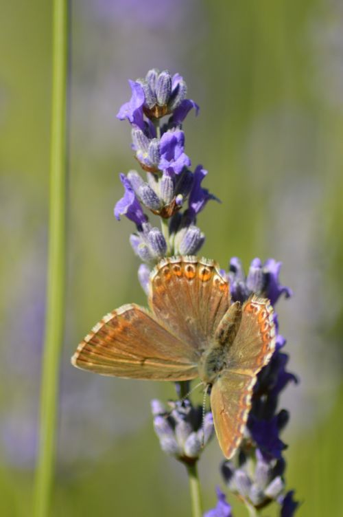 butterfly flower lavender