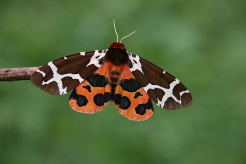 butterfly nature macro