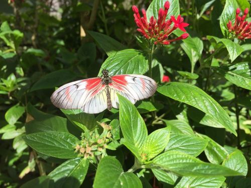 butterfly white red