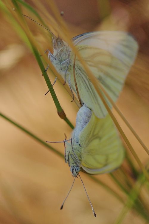 butterfly white insect