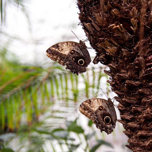 butterfly couple insect