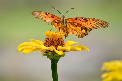 butterfly flower plant