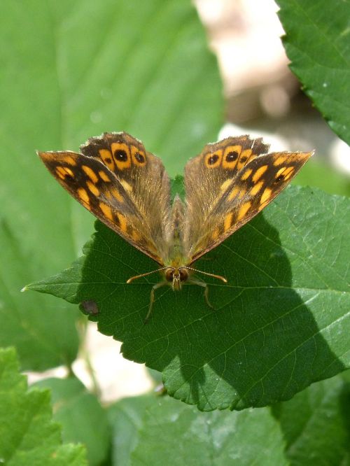 butterfly margenera butterfly saltacercas