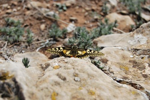 butterfly rock sand