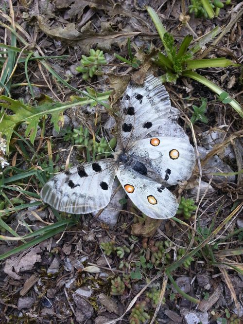 butterfly nature insect