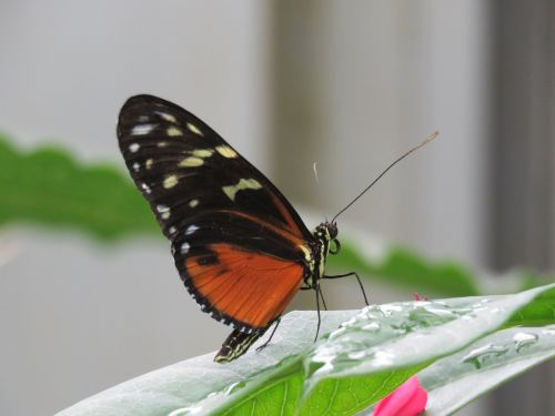 butterfly close up insect