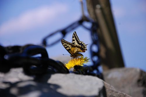 butterfly chain flower