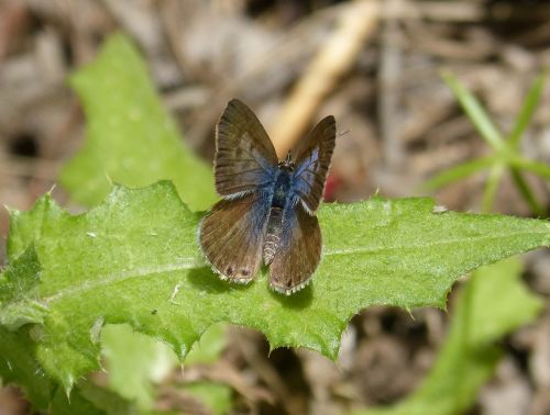 butterfly teenindusega boeticus blaveta dels guisantes